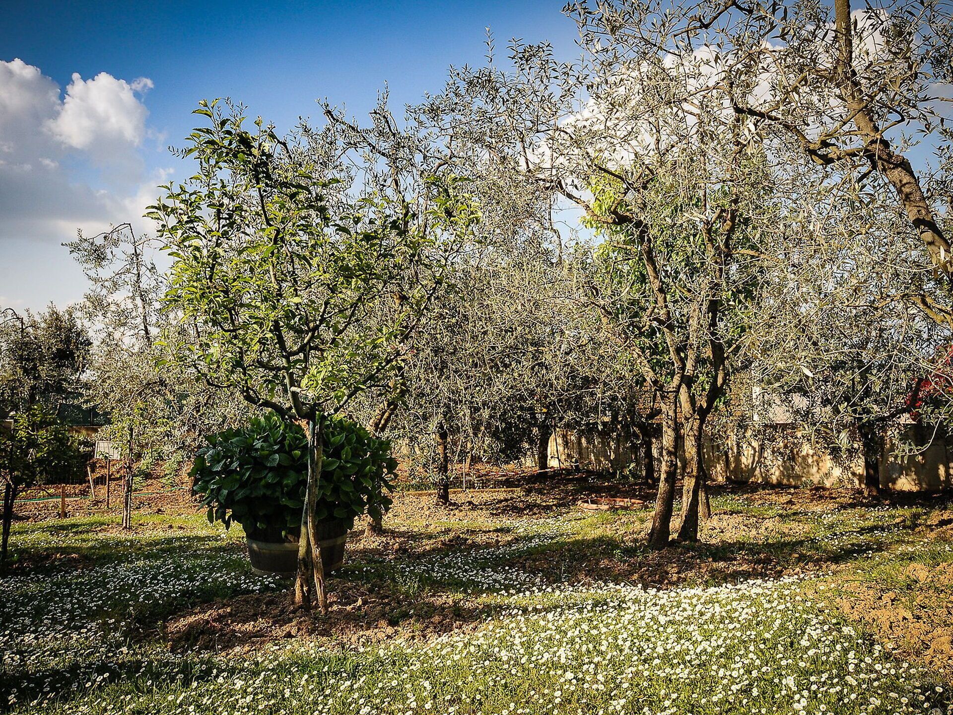 An orchard with trees and a potted plant.