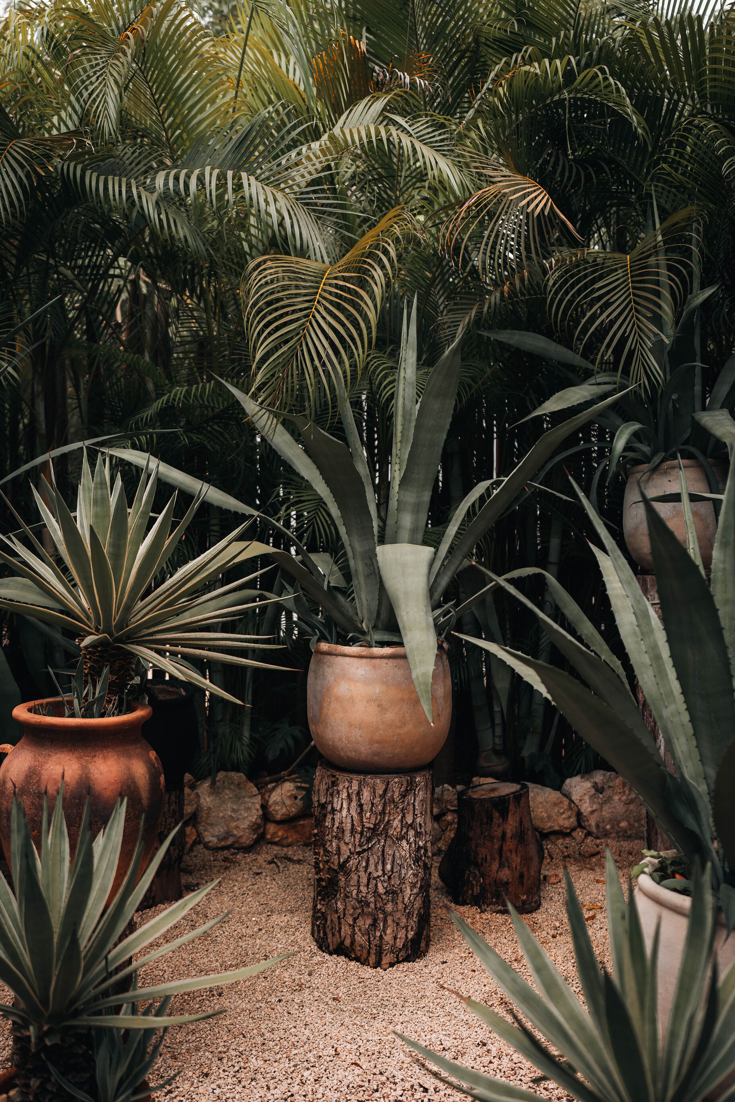 A garden with various potted plants, including agave and palm trees, arranged on a gravel path.
