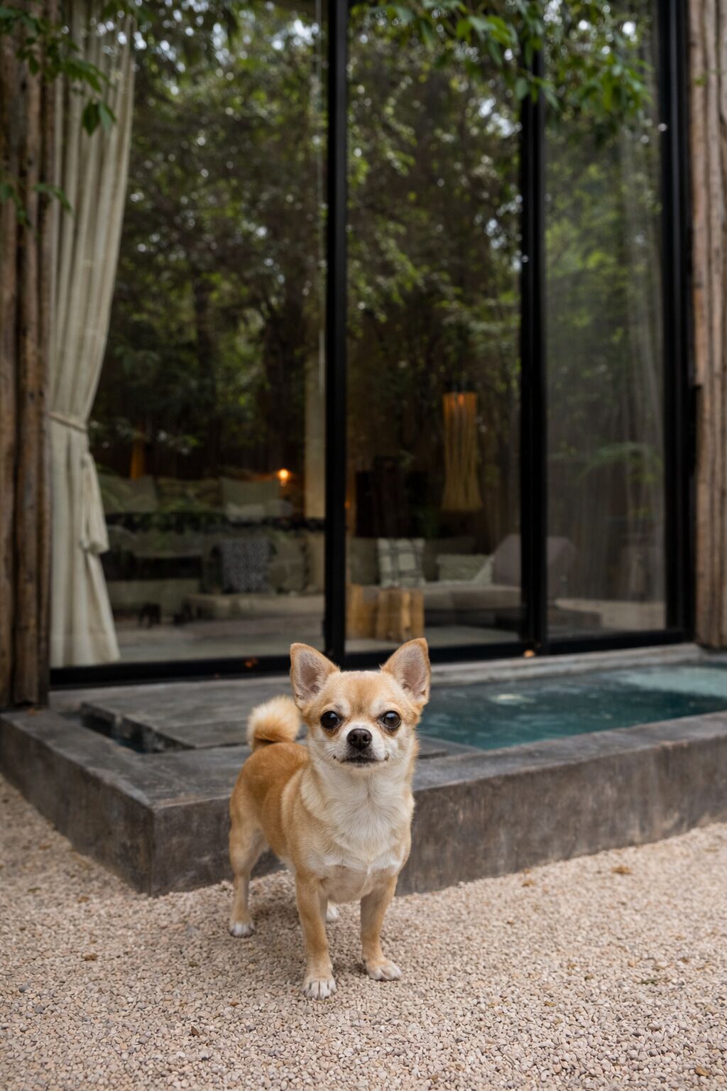Pet-friendly