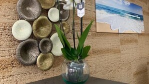 A wall with a textured stone finish, a decorative wall hanging of circular objects, and a framed painting of a beach scene. - Hotel Vista Sol (Capdepera)