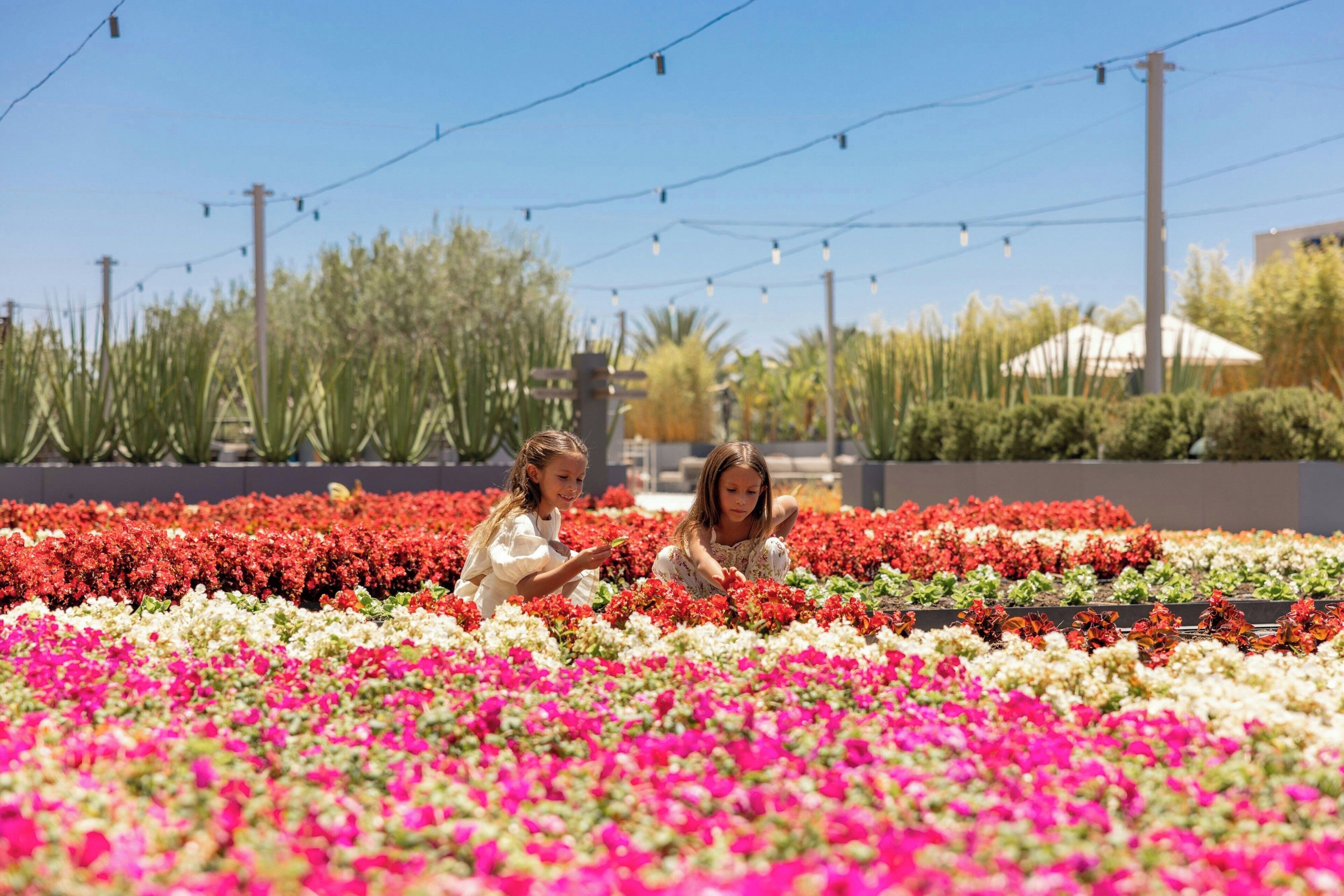A garden with rows of flowers and a building in the background.