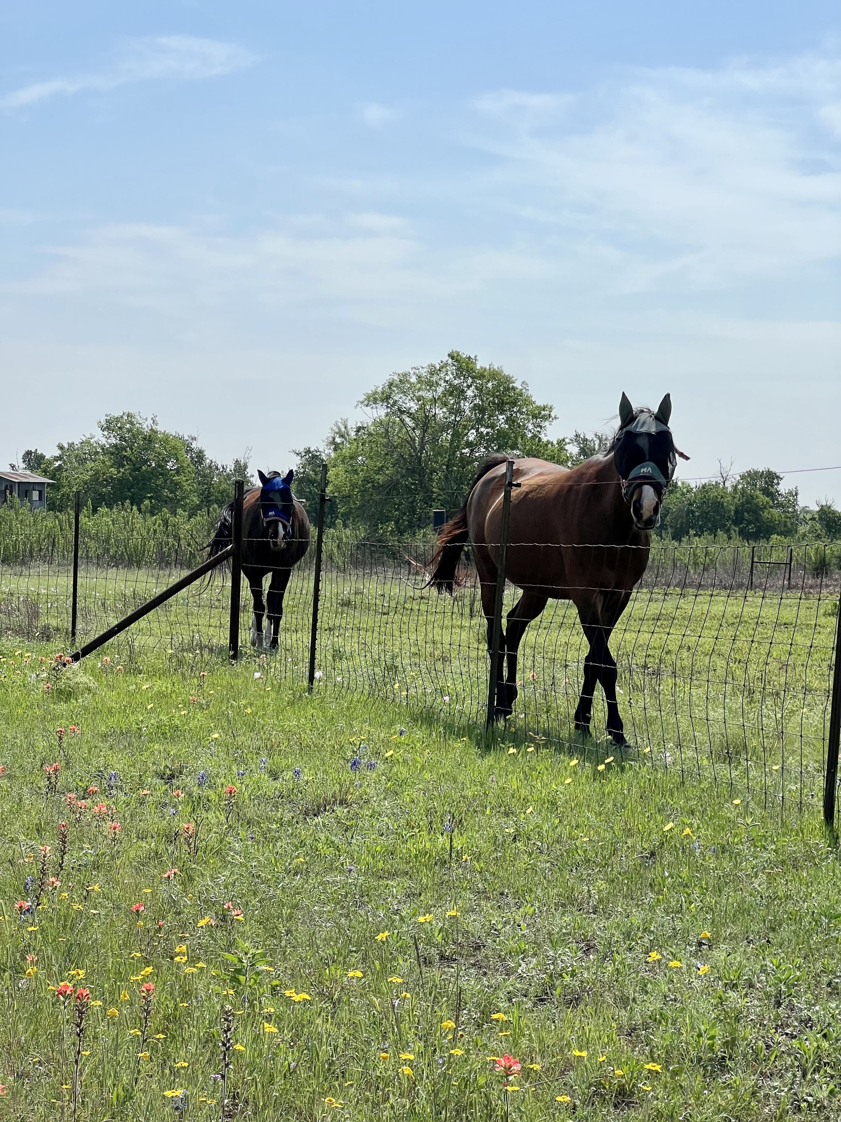 A fenced field with two horses and a building in the background.
