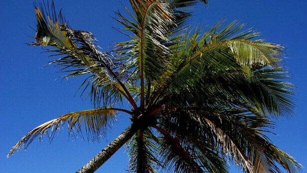 A palm tree on a beach with clear blue water and sandy shore. - Pousada Mariluz (Maragogi)