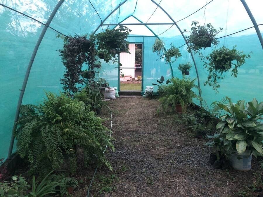 A greenhouse with a clear path, various hanging plants, and potted plants on the ground.