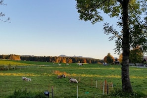 صورة غير مصنفة، 4 من 17، زرّ