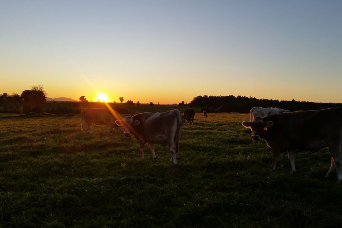 Ein Sonnenuntergang über einer Weide mit grasenden Kühen.