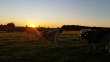 Ein Sonnenuntergang über einer Weide mit grasenden Kühen.