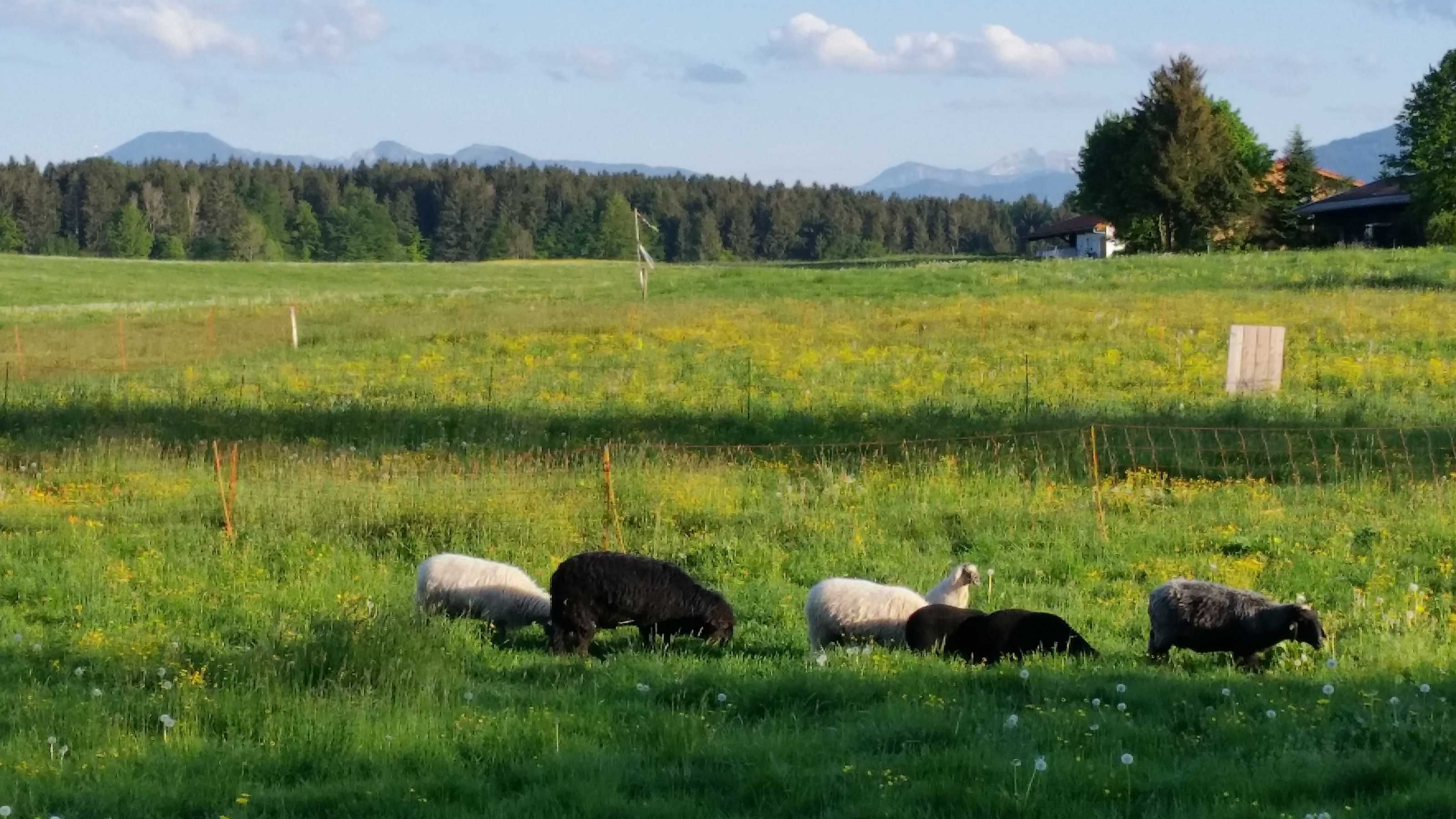 A field with grazing sheep and a distant mountain range.