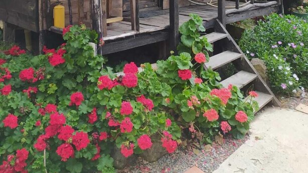 Una cabaña rústica de madera con un porche, una pequeña escalera y un jardín con flores rojas.