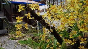 A building with a blue roof and a garden with yellow flowers. - Casa Rayma Hotel Boutique (Contratación)