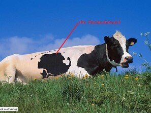 Imagem sem classificação, 5 de 9, botão