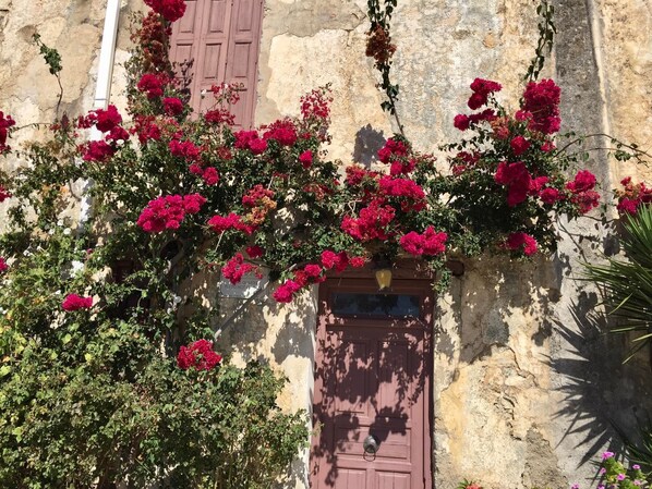 A building facade with a wooden door and a window, surrounded by lush bougainvillea.