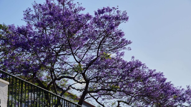 Un arbre aux fleurs violettes, une rambarde en métal et un bâtiment en arrière-plan.