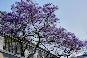 Tree-lined balcony with a traditional building in the background.