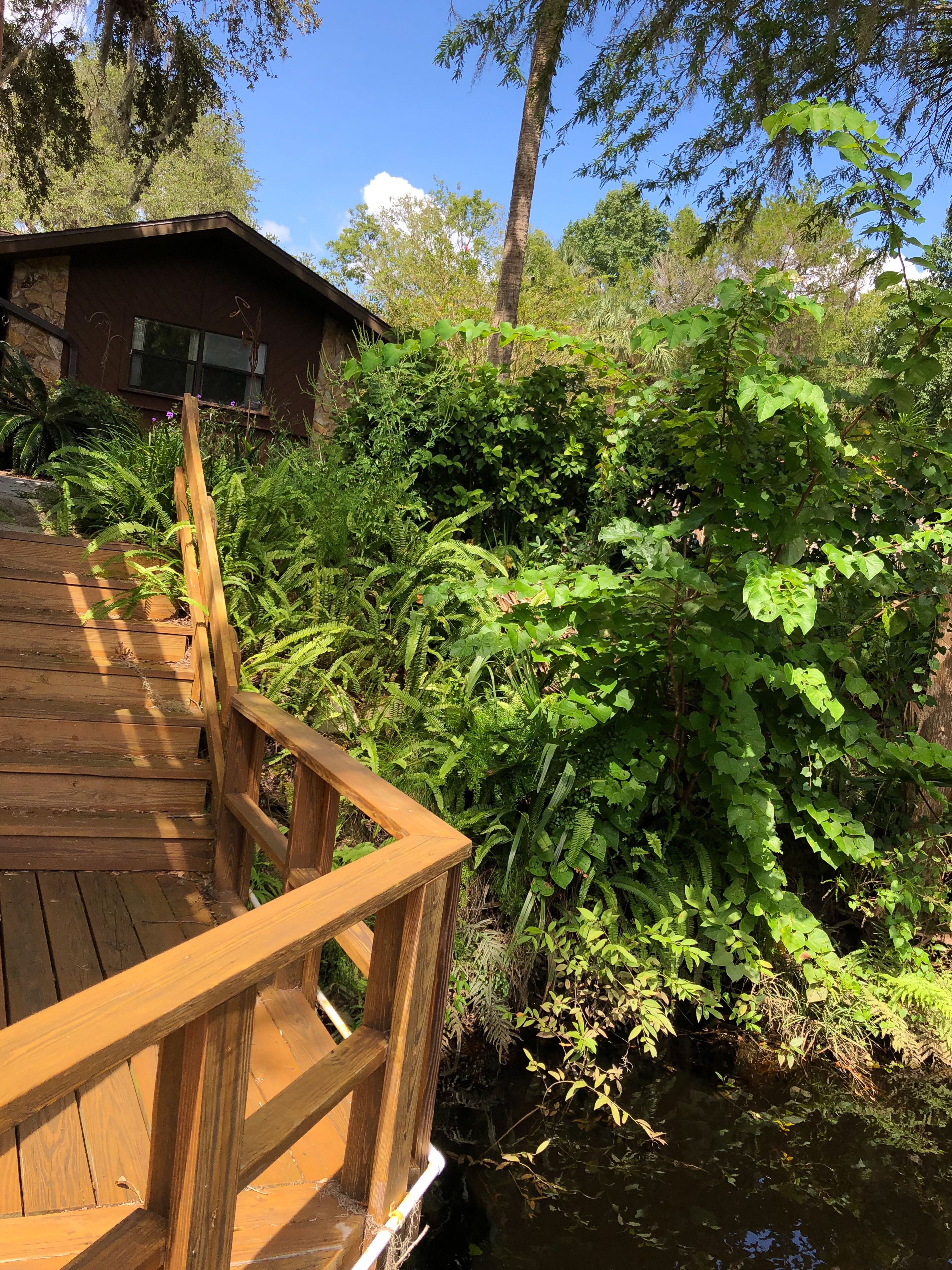 Um deck de madeira leva a um edifício rodeado por vegetação exuberante e um pequeno espelho de água.