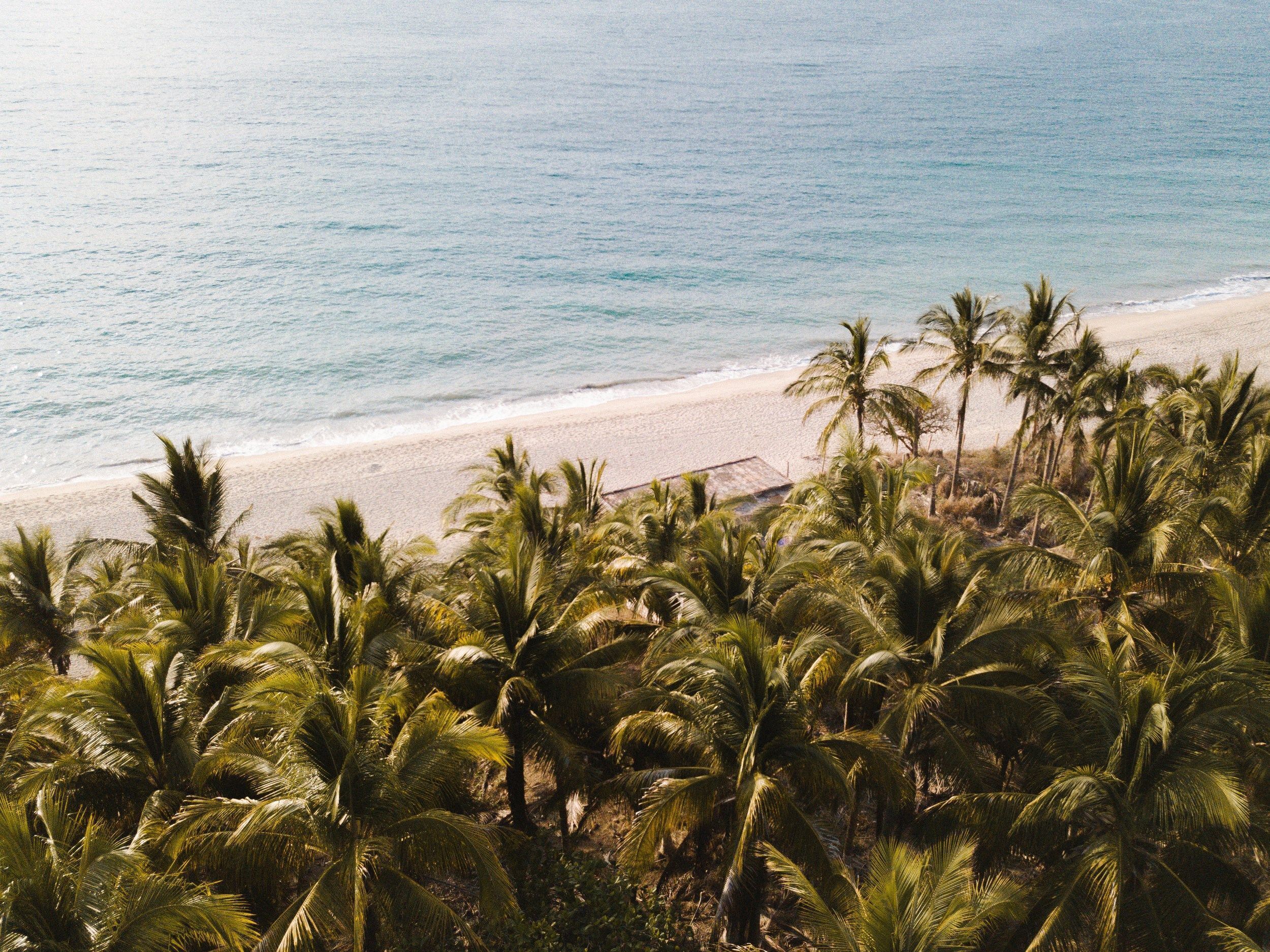 Una playa con palmeras y una orilla arenosa.