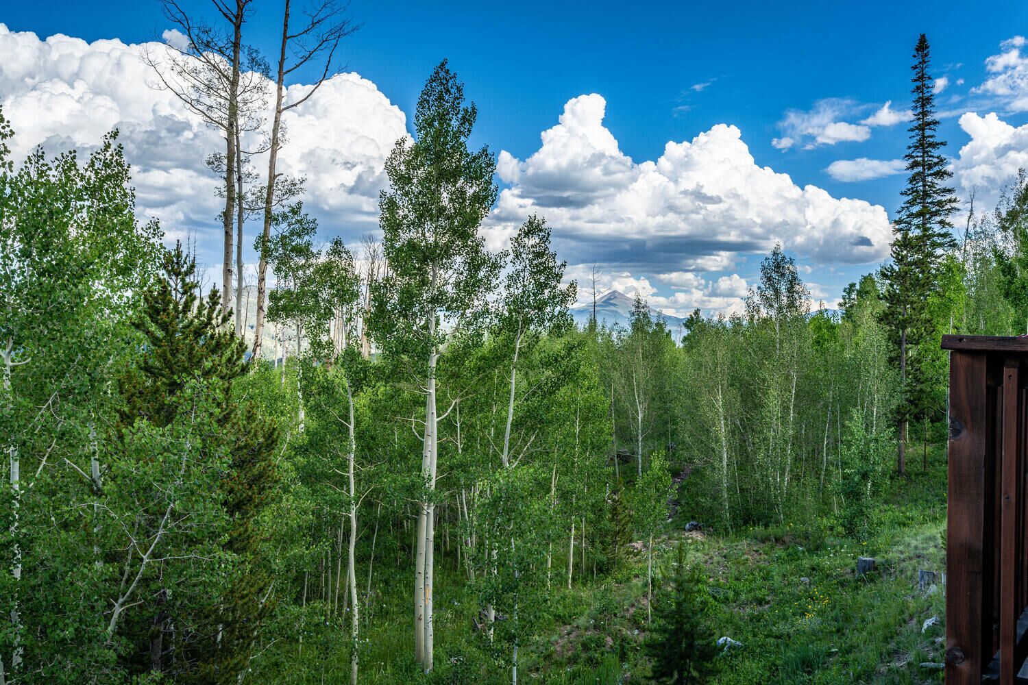Une zone boisée avec une structure en bois, probablement une cabane ou un abri, entourée de grands arbres et avec une montagne en arrière-plan.