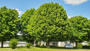 Un árbol grande frente a una fila de viviendas móviles.