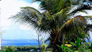 Um jardim tropical com uma palmeira, vegetação exuberante e vista para o oceano.