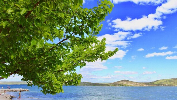 A lakeside view with a tree in the foreground, a sandy beach, and hills in the background.