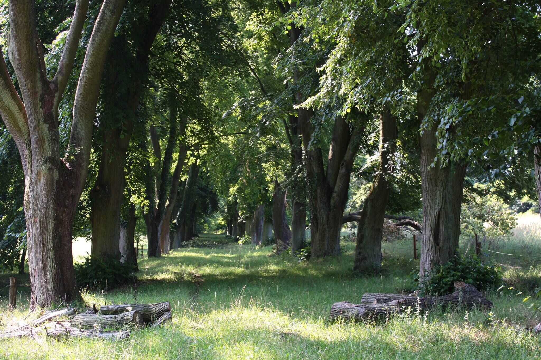 Une zone boisée avec de grands arbres et un sentier herbeux.