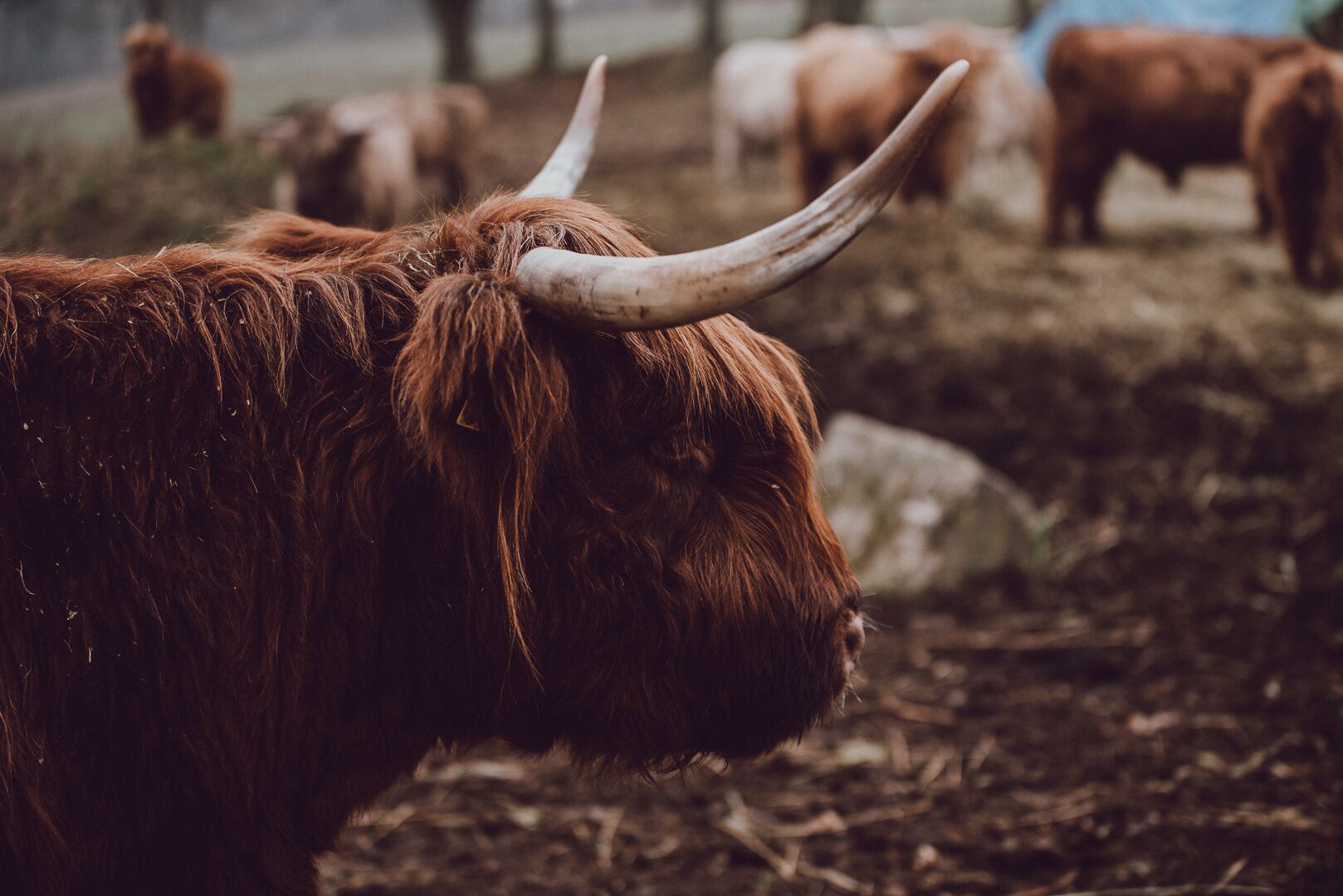 Un yak aux grandes cornes, dans un environnement naturel.