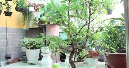 Maison Nature | Hustal - Chambre chez l'habitant Thu Duc, Ho Chi Minh ville, Viet Nam