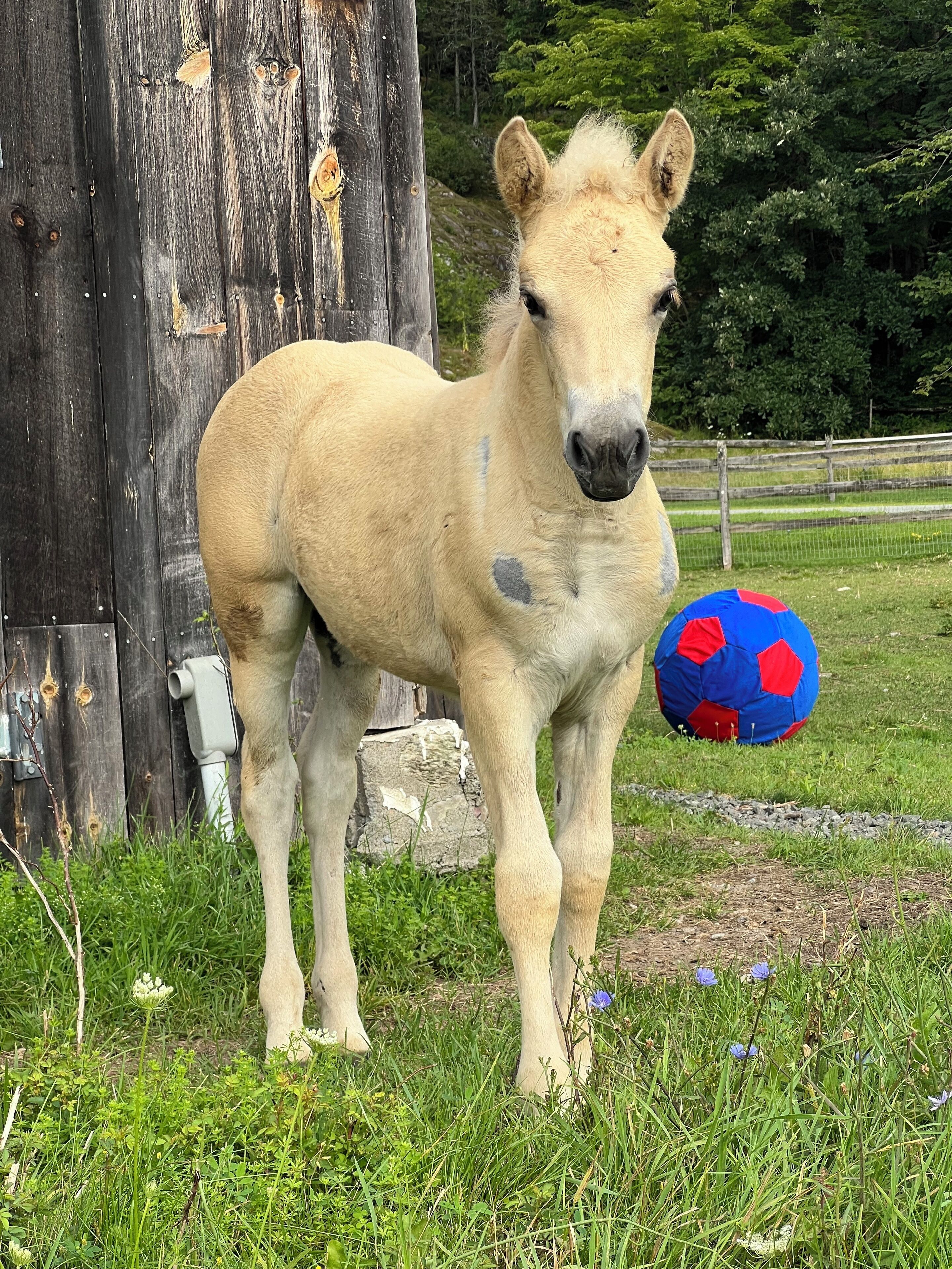 Un cheval se tient dans un champ d’herbe, avec un ballon de football à proximité.