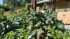 A garden with various plants and a pergola structure.