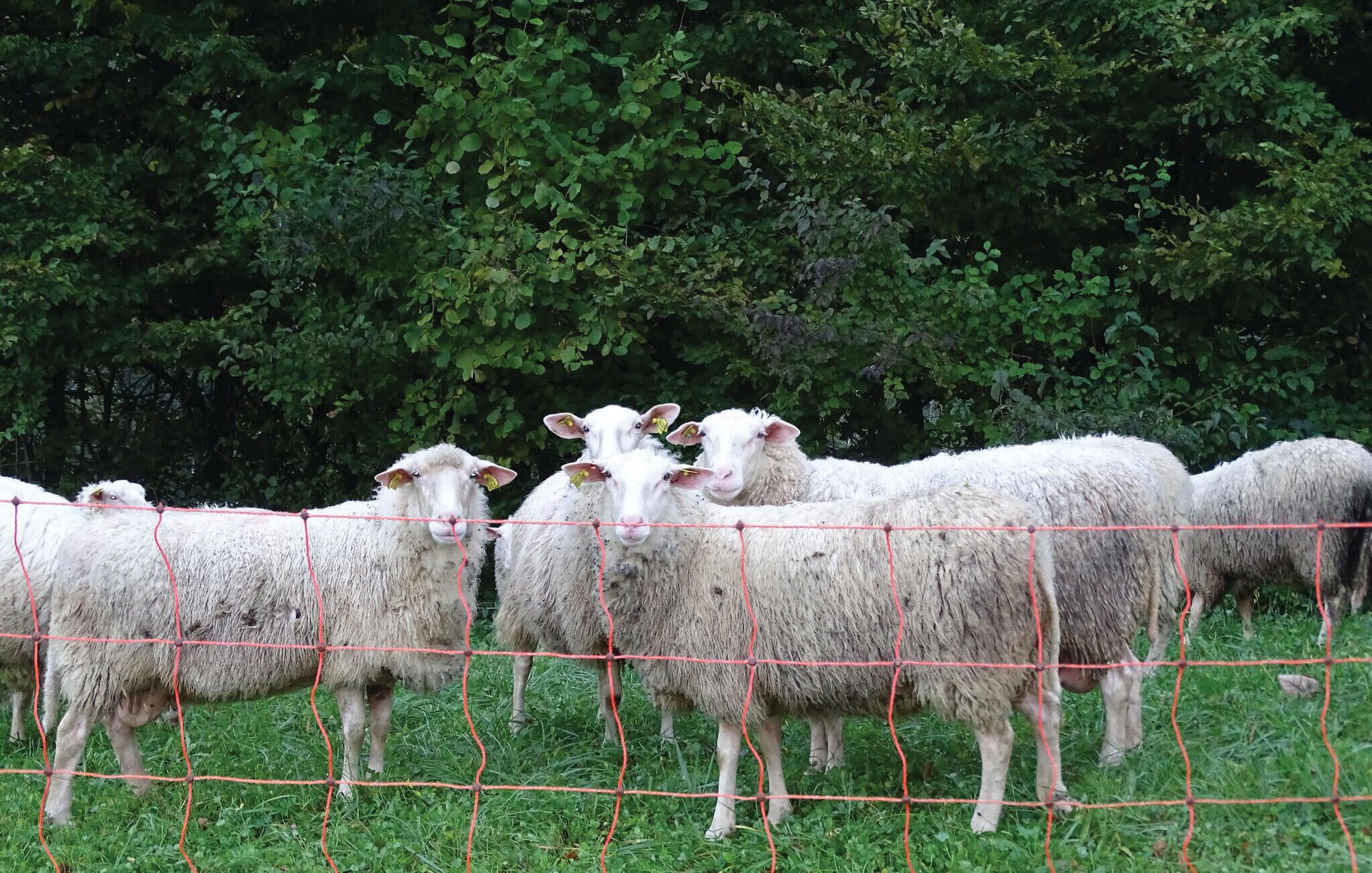 Un gruppo di pecore dietro una recinzione di filo rosso in una zona erbosa, con fitta vegetazione verde sullo sfondo.