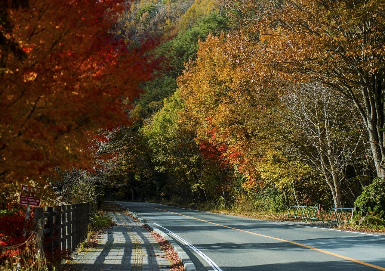 A road flanked by trees with autumn foliage.