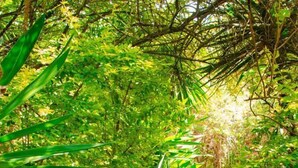Garden - Kianderi Chalet (Naivasha)