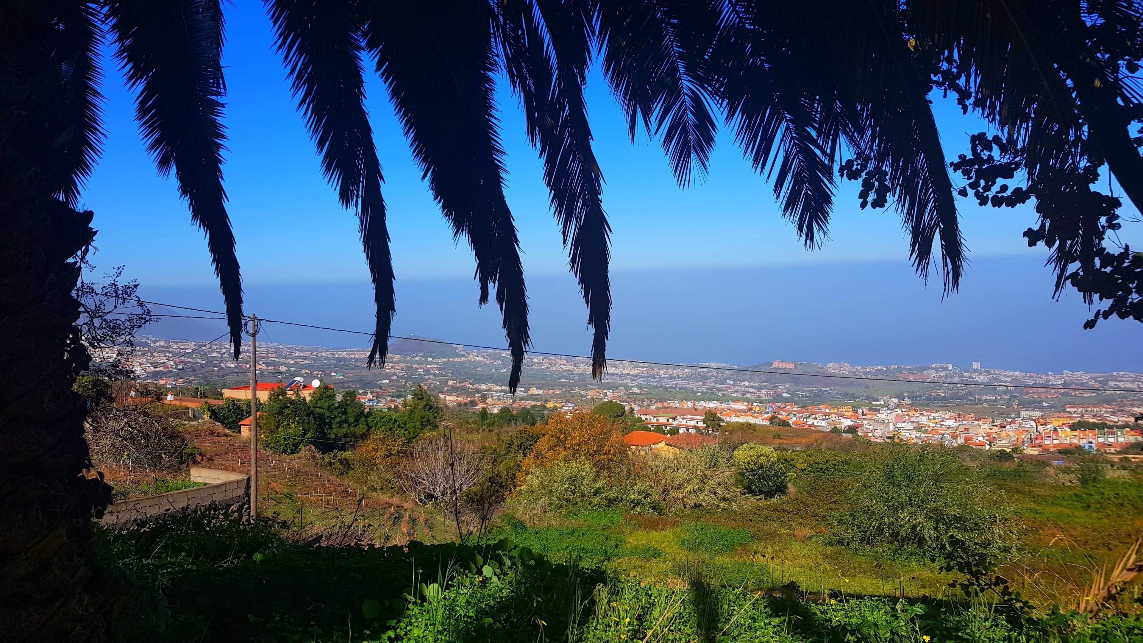 A coastal cityscape with a view of the sea, surrounded by greenery and palm trees.