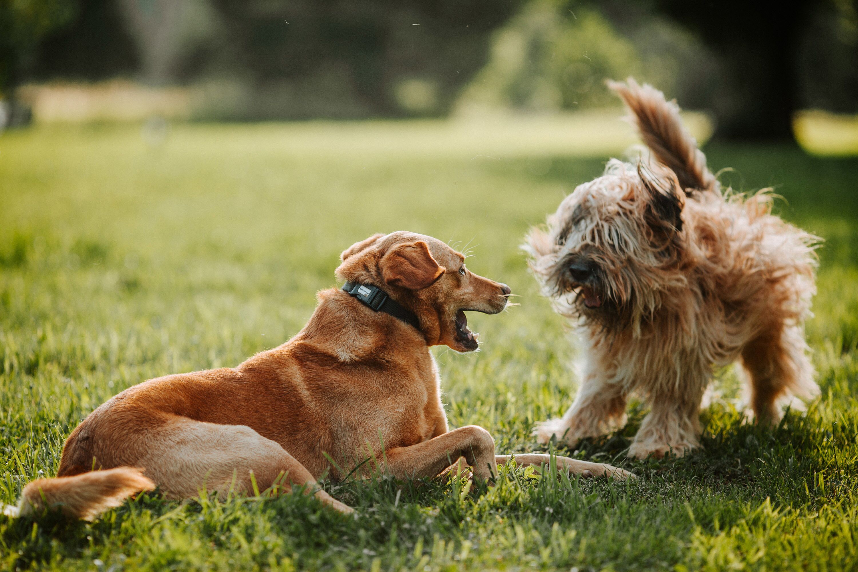 Dos perros en un campo cubierto de hierba.