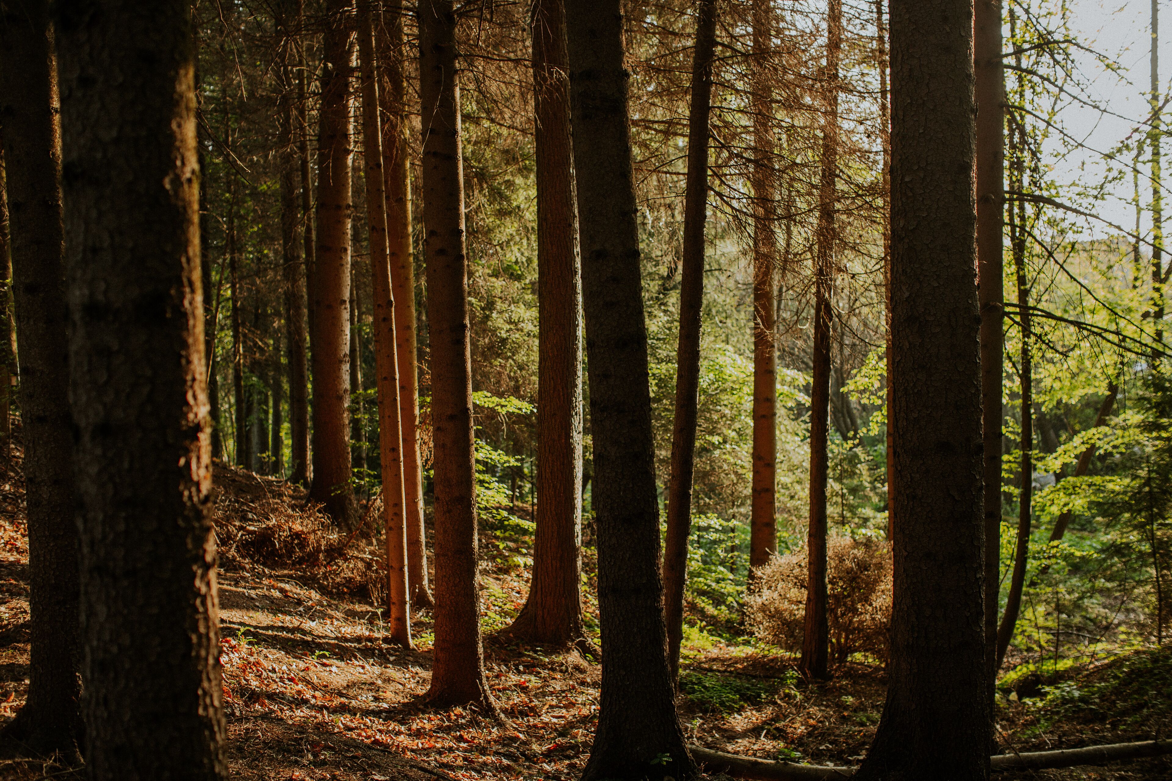 A forest with tall trees and a forest floor covered with leaves and twigs.