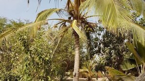 Jardim