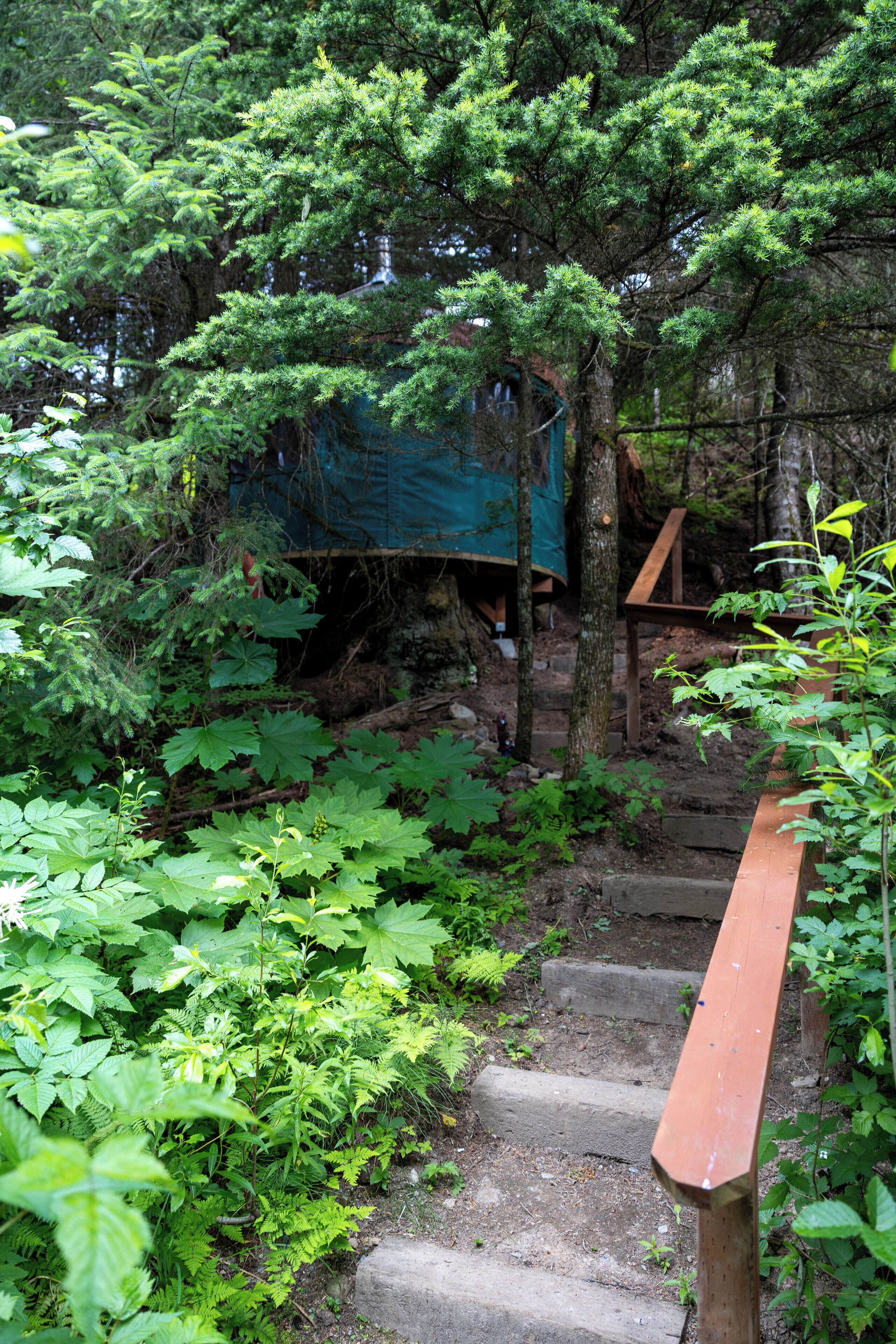 A wooden staircase surrounded by dense green foliage, leading to a covered area with a blue tarp.