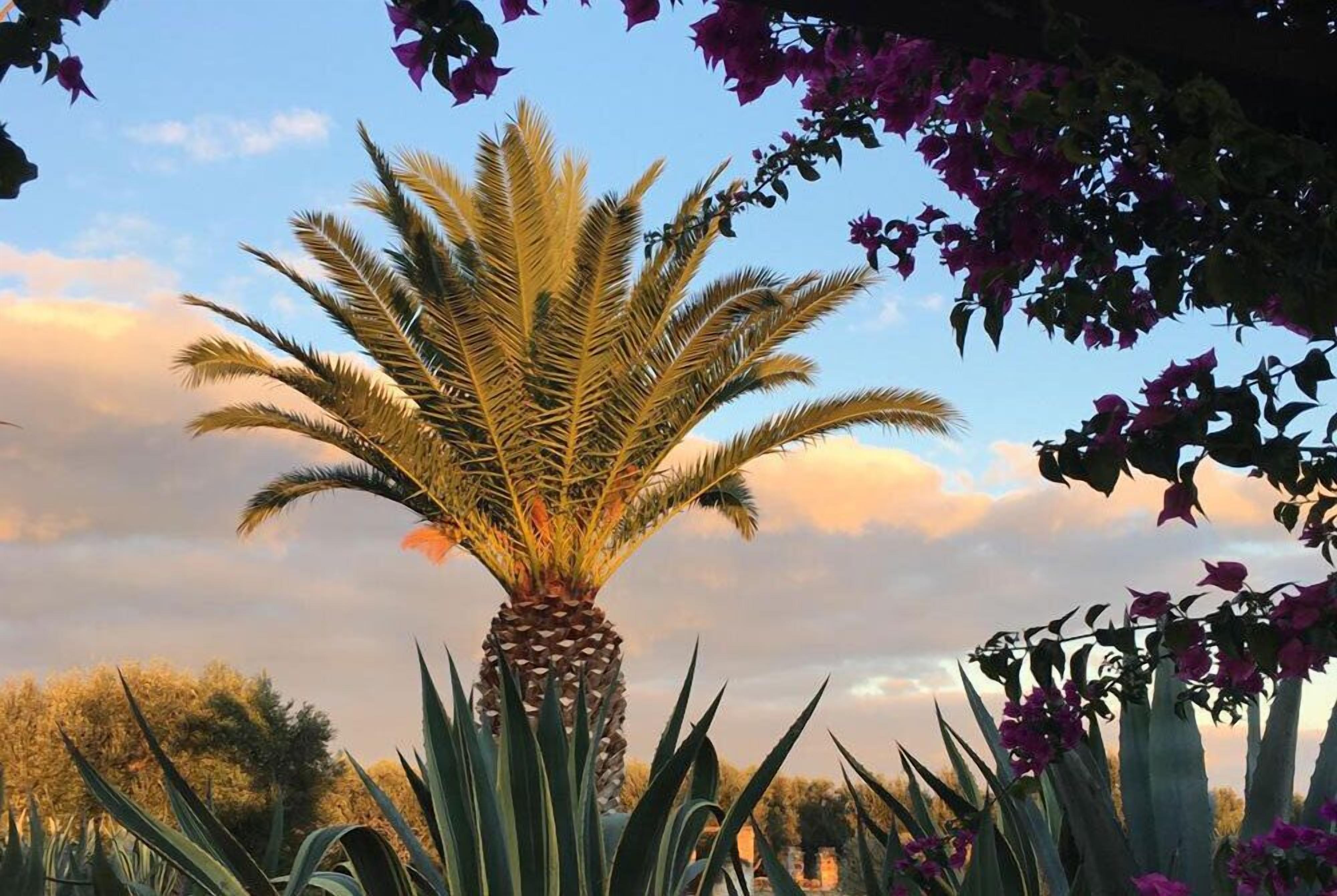Una palmera con una copa densa de hojas, rodeada de plantas de agave y flores de buganvilla moradas, frente a un cielo despejado con nubes.