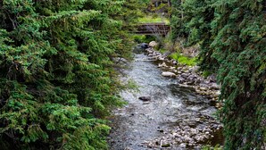 Uma área arborizada com um riacho e uma ponte de madeira.