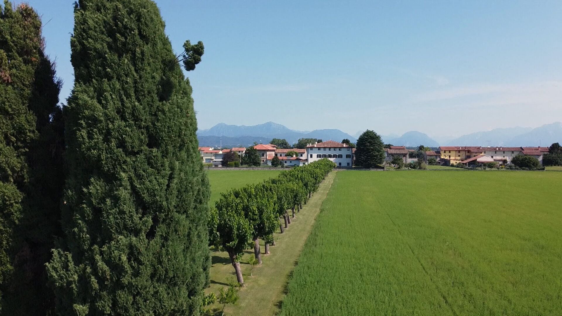 A vineyard with rows of grapevines, a row of tall trees, and a row of buildings with red-tiled roofs in the background.