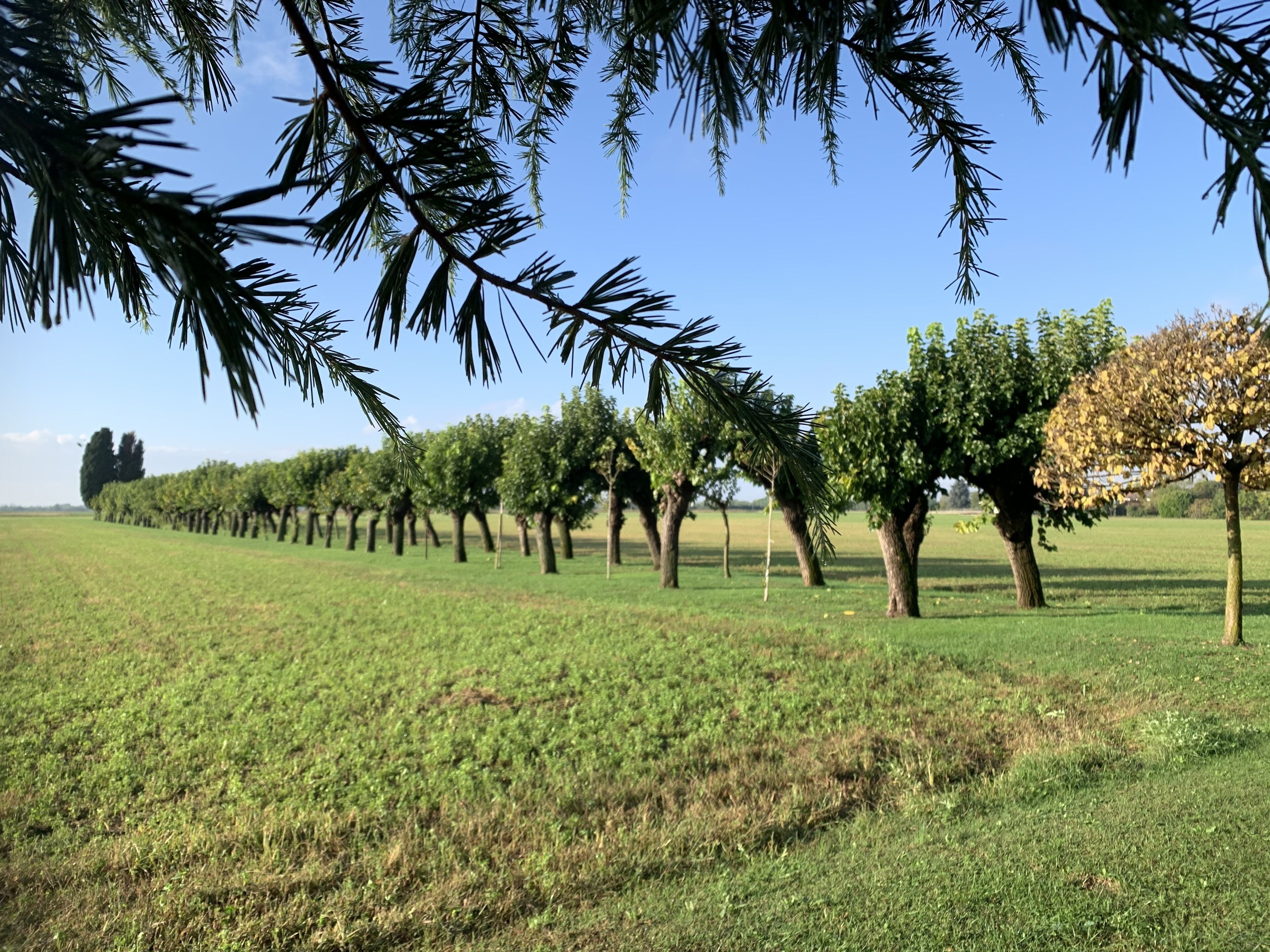 Un vignoble avec des rangées d’arbres et un ciel bleu azur.