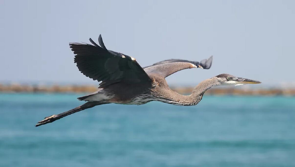 Un ocell volant sobre una massa d'aigua.