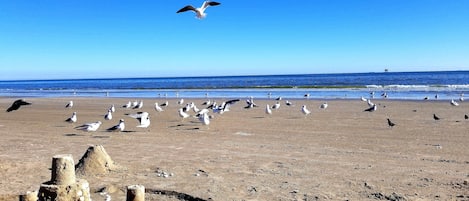 在海灘附近、躺椅、沙灘巾