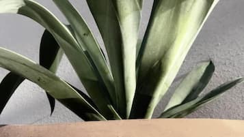 A potted plant with broad leaves in a terracotta pot.
