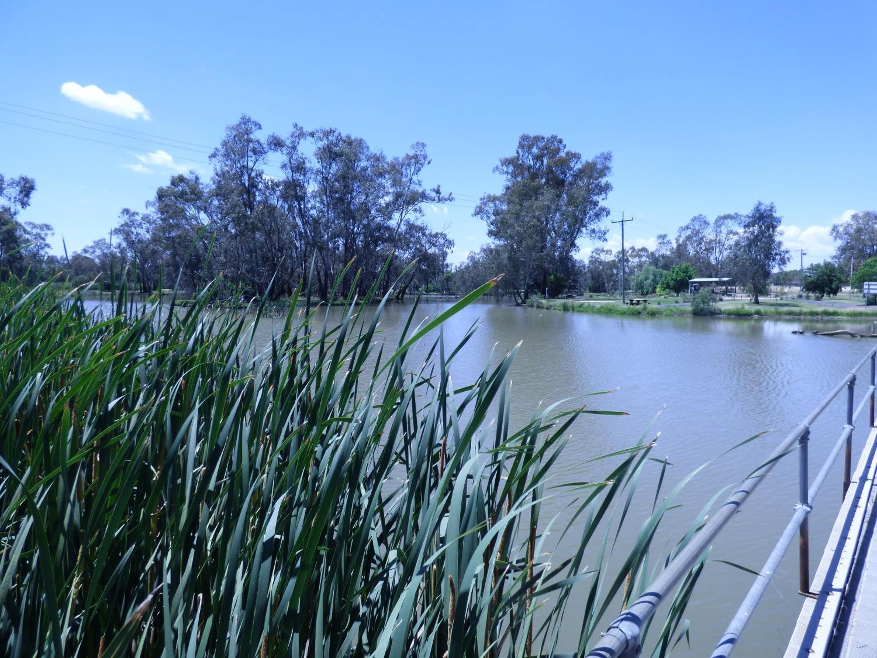 A river with a metal railing, surrounded by greenery and trees.