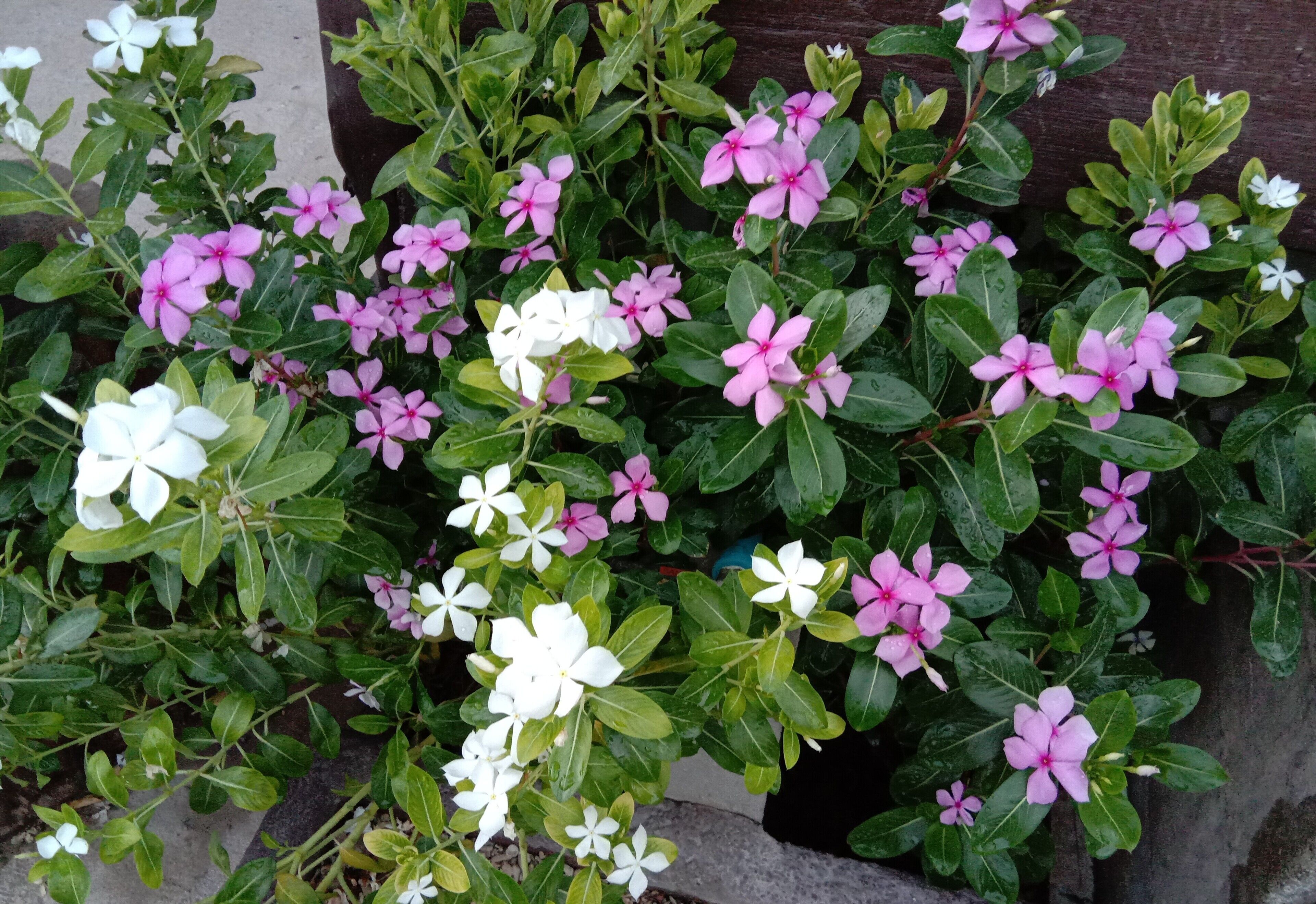 En trädgård med rosa och vita blommor och grönt bladverk.
