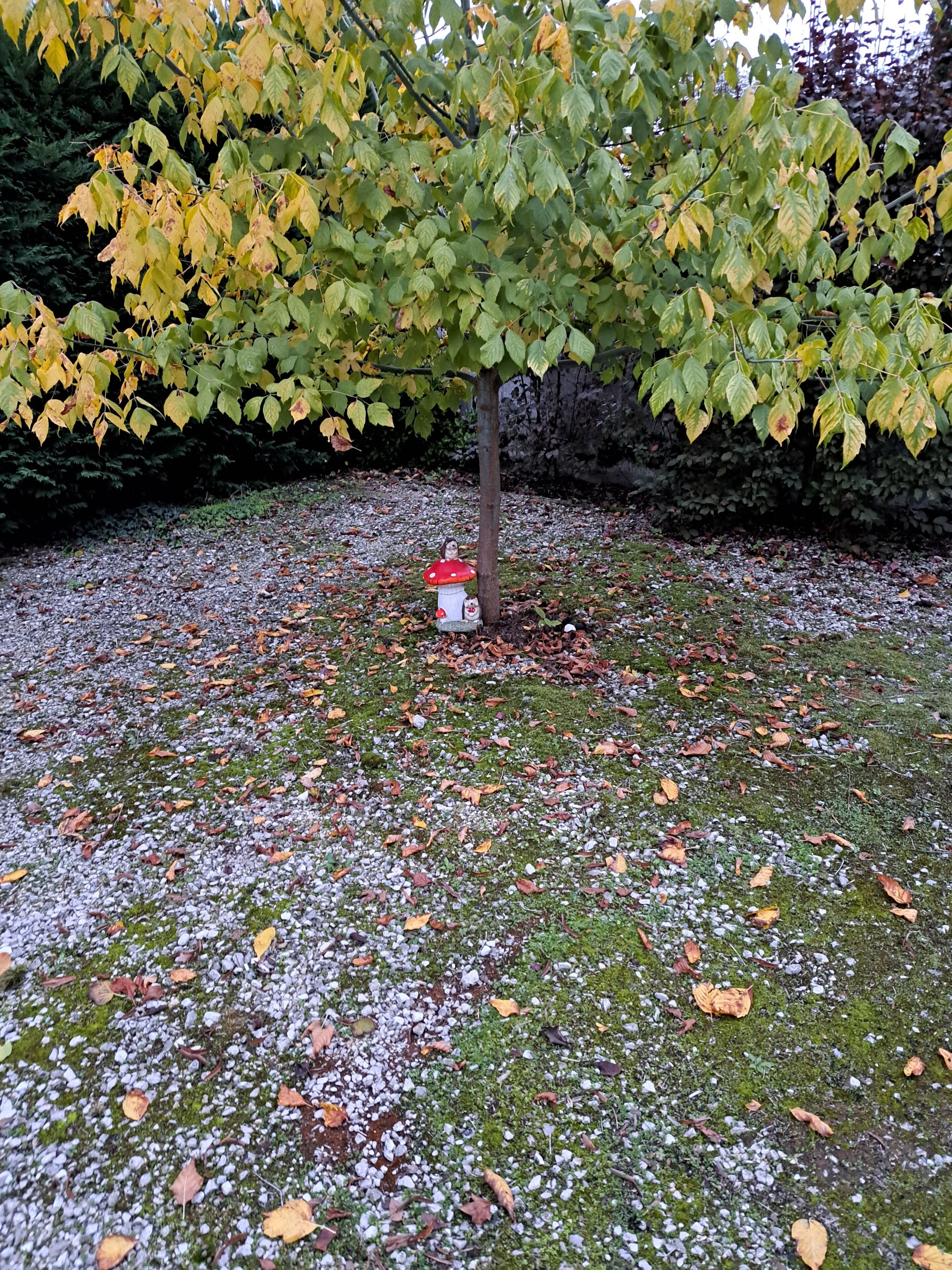 Un arbre avec un petit objet rouge et blanc en forme de champignon au sol.