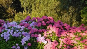 Ein Garten mit verschiedenen Hortensienbüschen in Rosa- und Lilatönen.