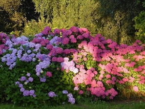 Stunning hydrangea garden surrounded by lush trees and shrubs.