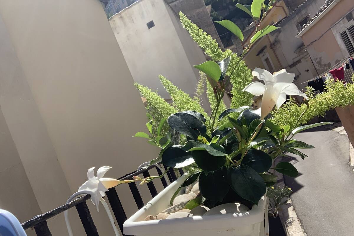 A balcony with a potted plant and a white chair.